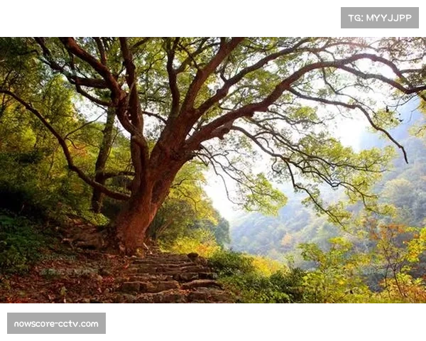 加兰因伤缺阵 骑士客场挑战活塞后场压力增大